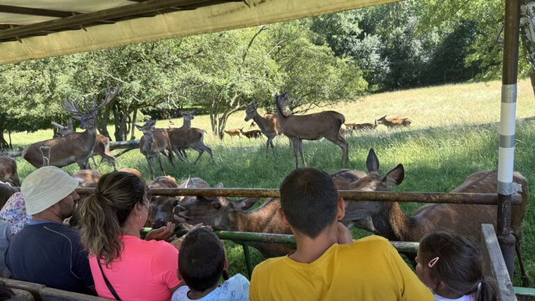 Klienti sedí na vlečce za traktorem a koukají na jeleny
