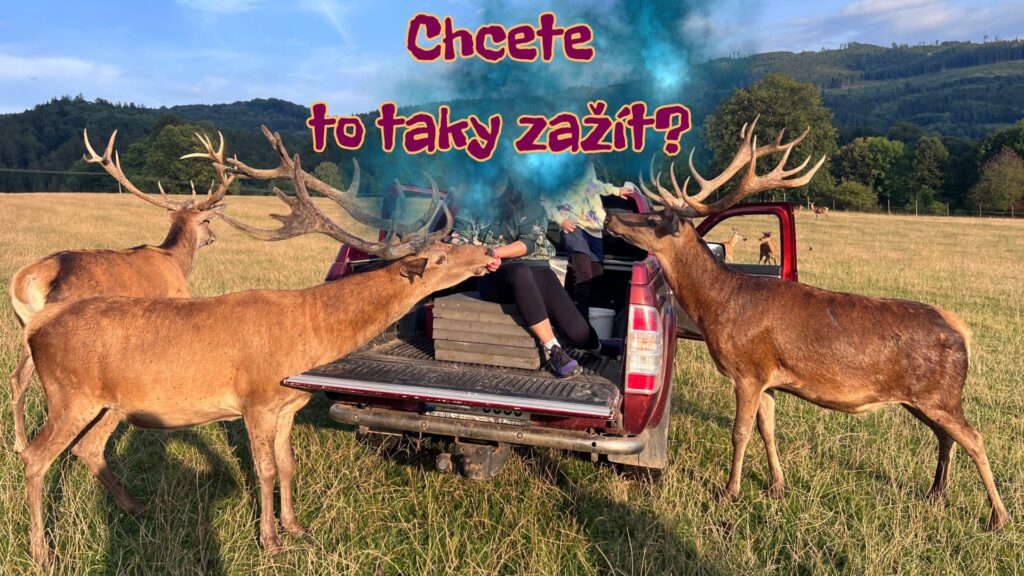 Zákazník po poučení je na korbě terénního auta s pamlskem pro jelena a ti ho obklopí a chtějí dobrotu.