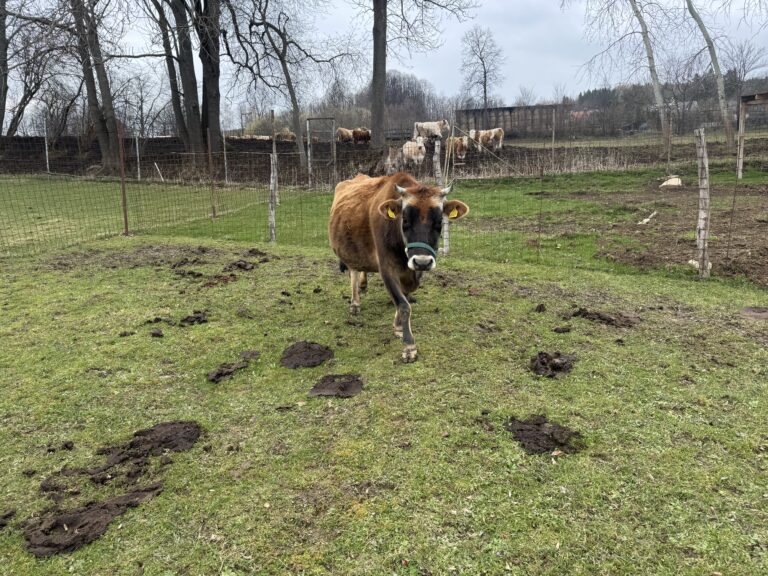 Kravka Jerseyka