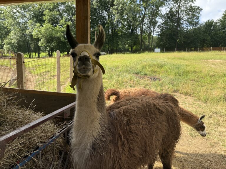 Lama krotká ve svém domečku