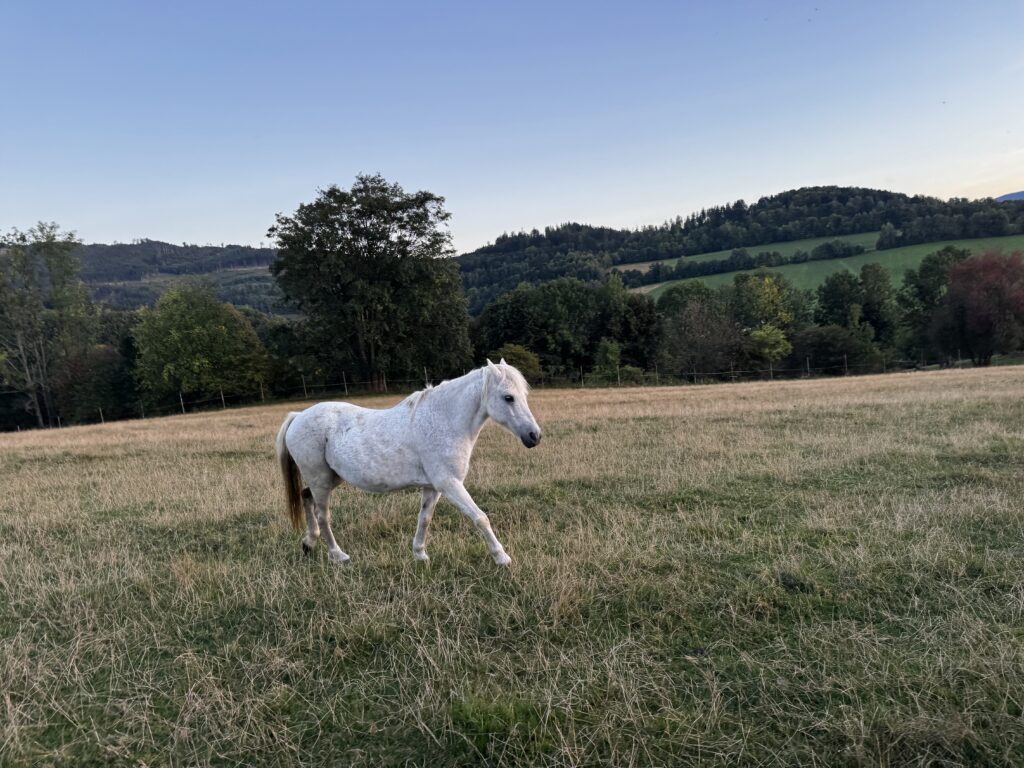 Rebeca teplokrevná kobyla chodící ve voze nebo pod westernovým sedlem
